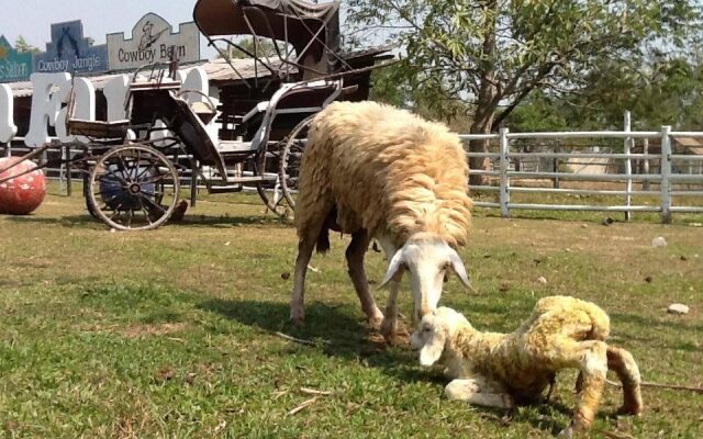 Wana Horse And Ostrich Farm Tent