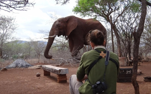 Africamps at White Elephant Safaris