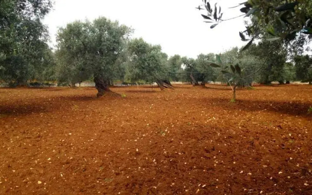 Diddy's Country - Abbasciu