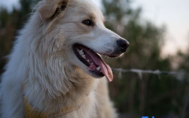 Southern Hill Homestay