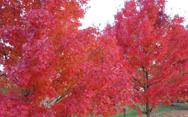 Healesville Getaway