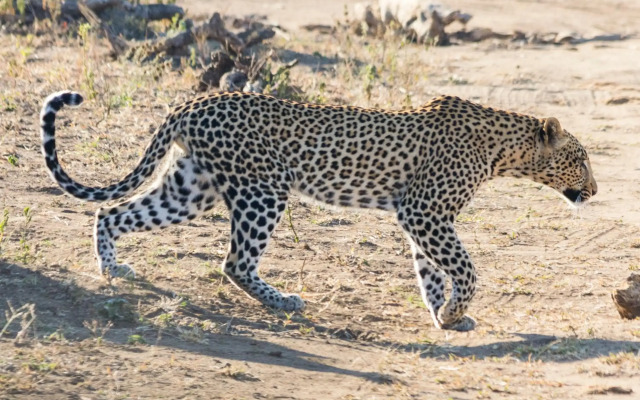 Sefapane Lodges and Safaris