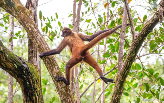 Palapa Hut Hostel & Camping