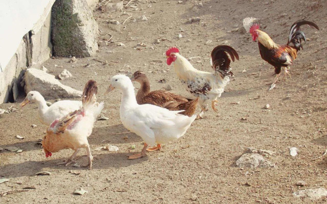 Il Casale-toscoemiliano