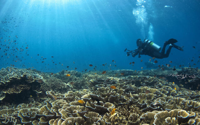 Turtle Bay Dive Resort