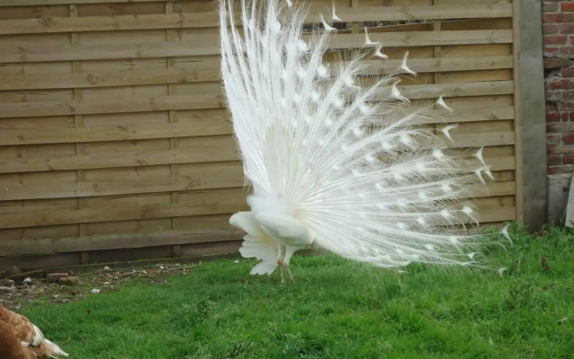 Maison de maître en baie de Somme