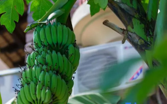 Xishuangbanna Lanzhu Villa Hotel