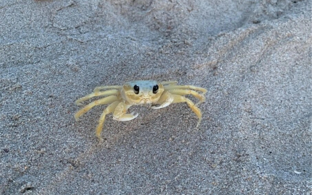 Pousada Paraíso Carneiros