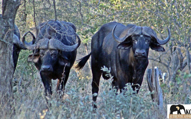 Roamers Rest Safari Lodge