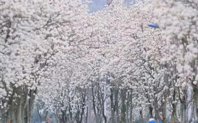 Xishan Haraju Vanilla Forest Wentang Meisu (Moganshan Resort)