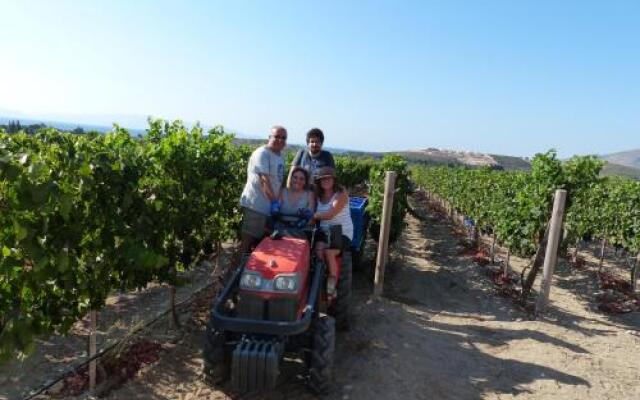 Datca Vineyard