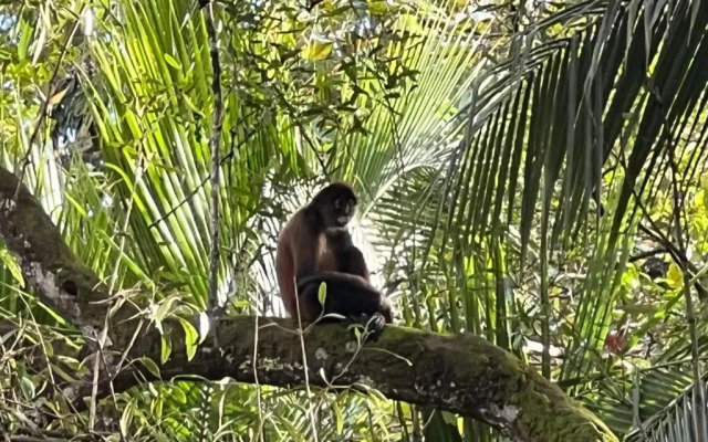 Palapa Hut Hostel & Camping