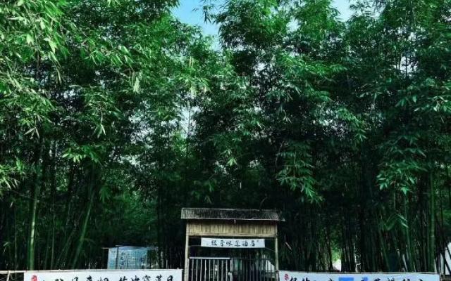 Bamboo Forest Wonderland – Outside – Qingyuan