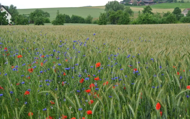 Ruheparadies Im Windfeld