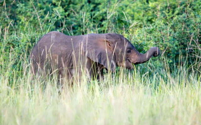 Royal Thonga Safari Lodge