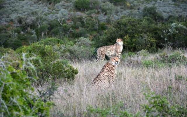 Elephants Lodge - Bellevue Forest Reserve