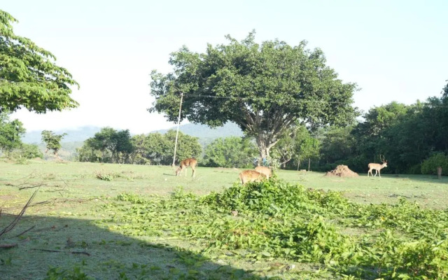 Wild Tusker Masinagudi by LexStays