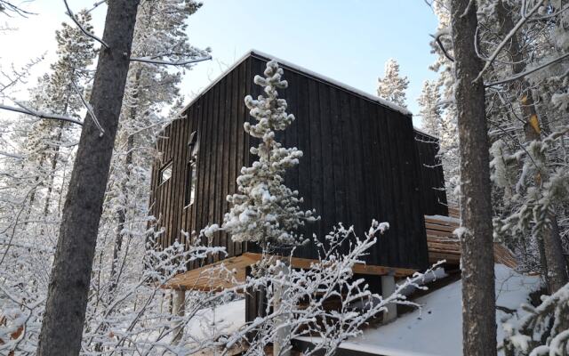 Yukon Black Spruce