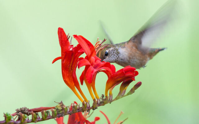 Sea Cliff Gardens Bed & Breakfast