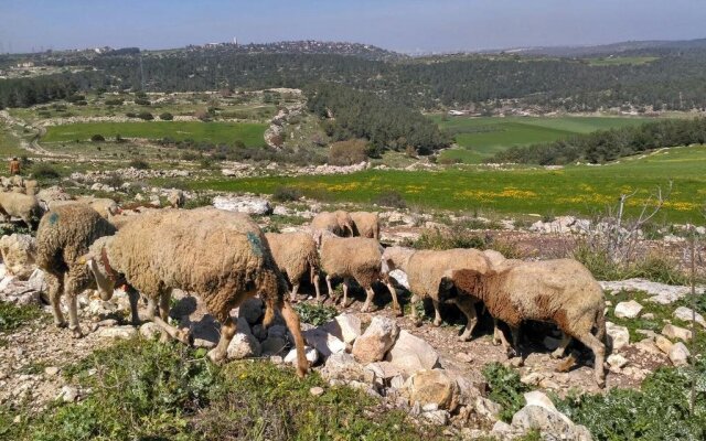 Galilee Bedouin Camplodge