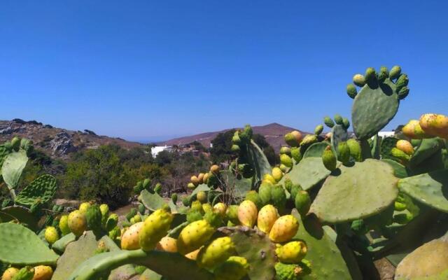Almond trees house