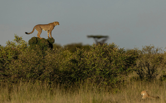The Ritz-Carlton, Masai Mara Safari Camp