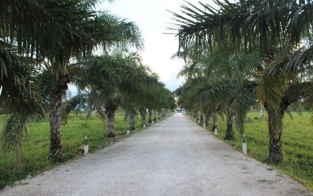 Real Primaveras Campestre