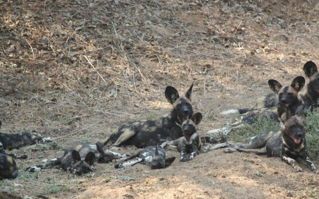 Mwinilunga Safaris