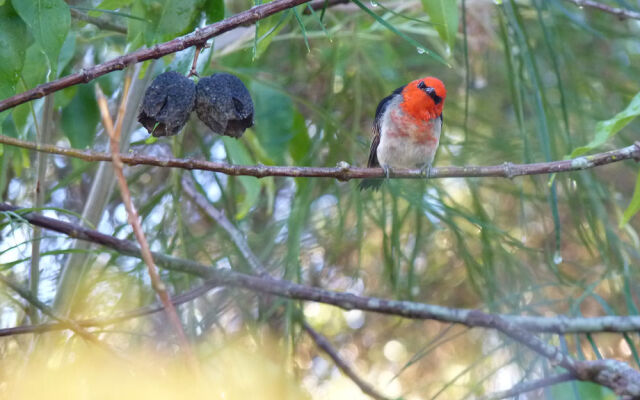 Barking Owl Retreat