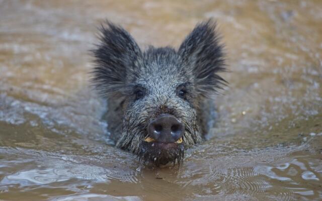 Schmankerl Hotel Bauer