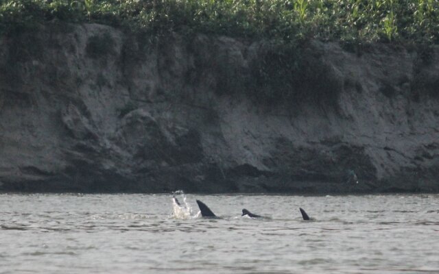 Living Irrawaddy Dolphin Project