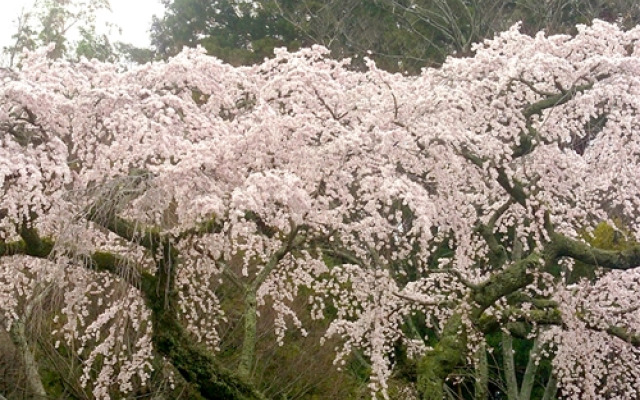 Arima Onsen Abrigo