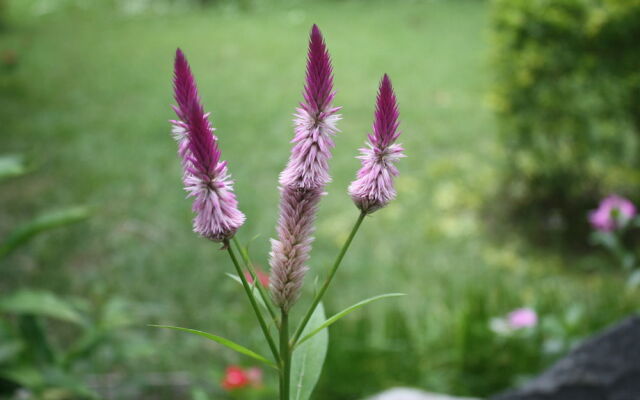 Tournesol Guesthouse