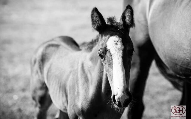 San Giacomo Horses & Agriturismo