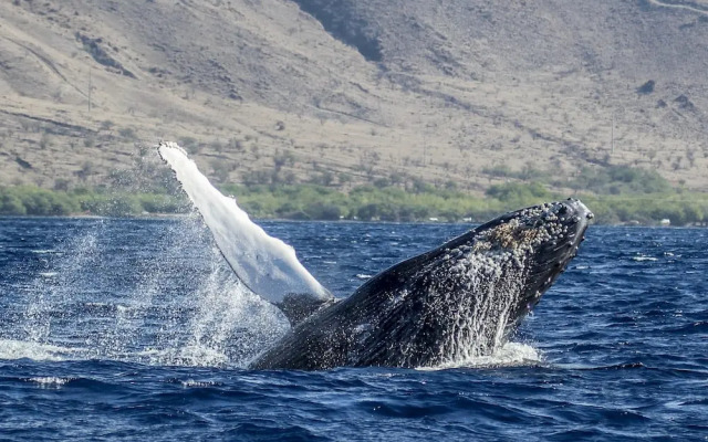 Papakea L105 2 Bedroom Condo