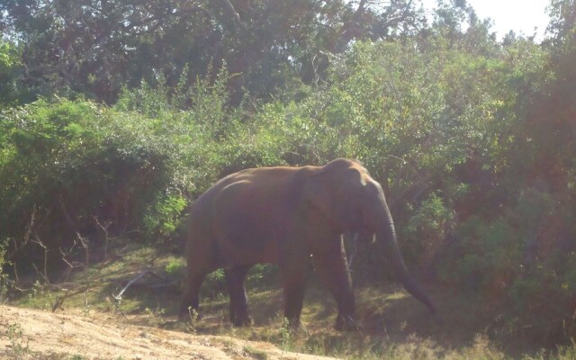 Yala Big Game Drive with Heina Eco Team