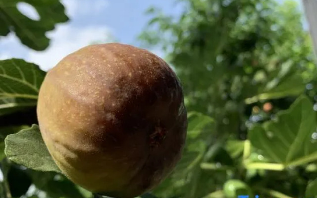 Yishan Banye Homestay (Longqi Wharf Branch)