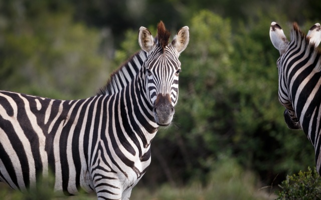 Hlosi Game Lodge - Amakhala Game Reserve