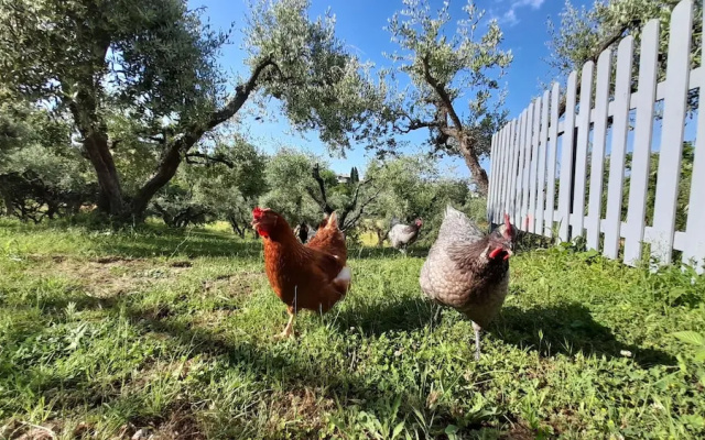 Glamping at an Agriturismo in the Vineyard