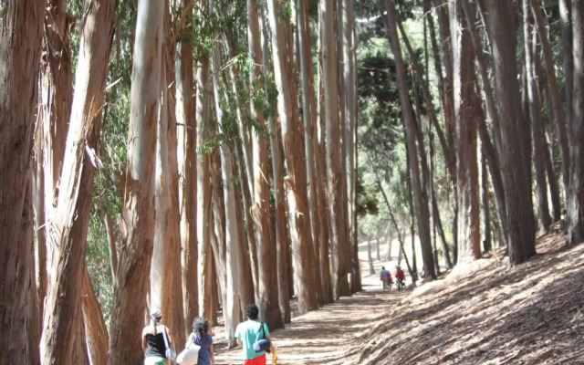Cabañas Aquario Papudo