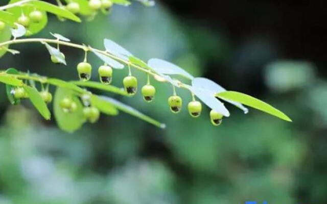 Zizai Pingjiang Wild Luxury Resort