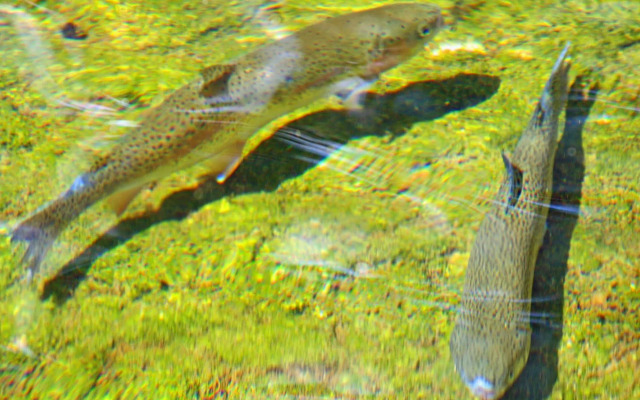 Waldhotel Felsenkeller