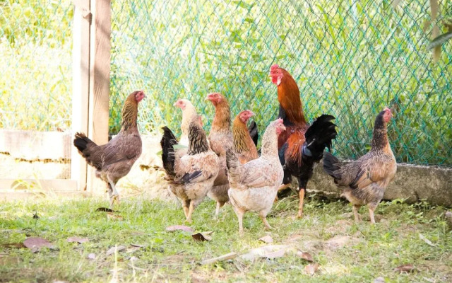 Kampung Bongsu Farm Stay