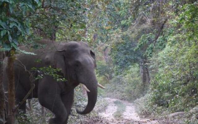 Mango Tree Lodge