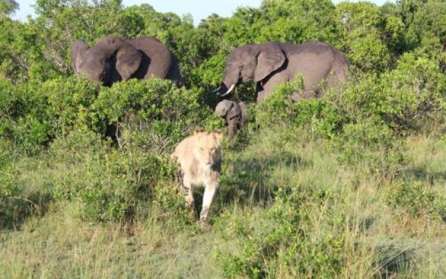 Olumara Tented Camp