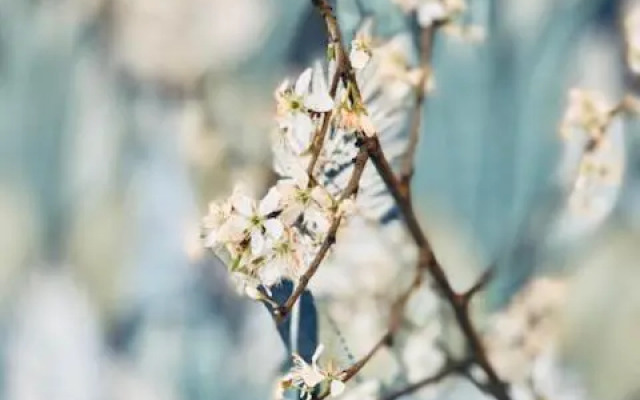 The Green House Lodge