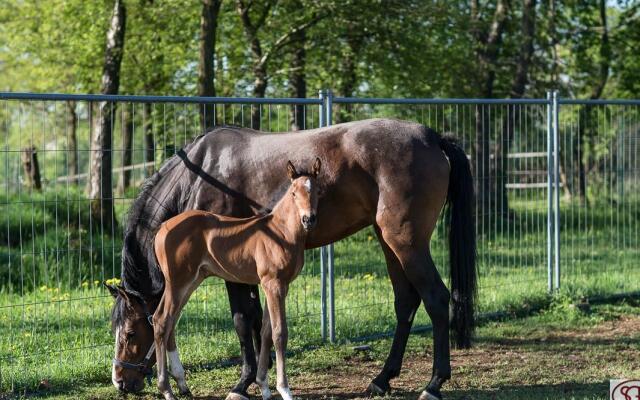 San Giacomo Horses & Agriturismo