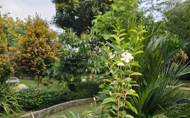 Jepara Garden Resort