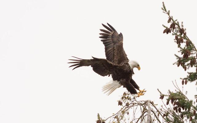 Luxury Lookout Hood Canal Vacation Rental