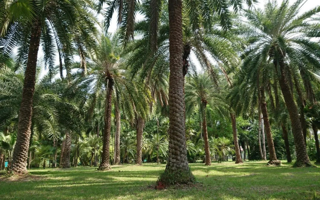 Lopburi Palm Resort